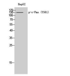 Anti-MCSF Receptor Rabbit Polyclonal Antibody