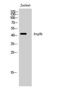 Western blot analysis of Jurkat cells using Anti-ATG4B Antibody