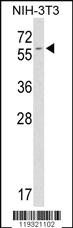 Anti-FKBP9 Rabbit Polyclonal Antibody