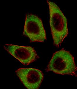 Anti-CSRNP2 Rabbit Polyclonal Antibody (AP (Alkaline Phosphatase))