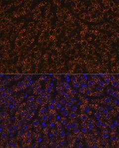 Immunofluorescence analysis of rat liver using Anti-ANGPTL3 Antibody [ARC1214] (A307333) at a dilution of 1:100 (40X lens). DAPI was used to stain the cell nuclei (blue)