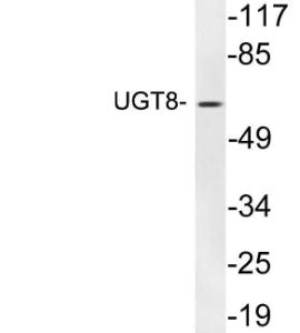 Western blot analysis of lysates from human heart using Anti-UGT8 Antibody