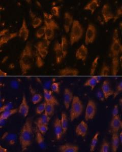 Anti-PTRF Rabbit Polyclonal Antibody