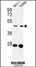 Anti-RFXAP Rabbit Polyclonal Antibody