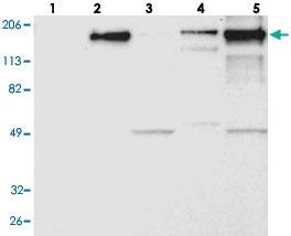 Anti-LAMB2 Rabbit Polyclonal Antibody