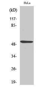 Western blot analysis of various cells using Anti-p53 Antibody