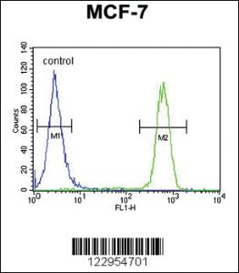 Anti-RFXAP Rabbit Polyclonal Antibody