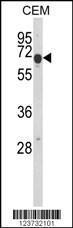 Anti-EDIL3 Rabbit Polyclonal Antibody (Biotin)