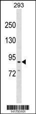 Anti-CDH26 Rabbit Polyclonal Antibody (FITC (Fluorescein Isothiocyanate))