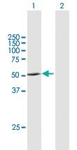 Anti-PNPLA1 Mouse Polyclonal Antibody