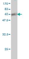 Anti-SUPT3H Mouse Monoclonal Antibody [clone: 1A6]