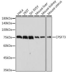 Antibody A13963-100 100 µl