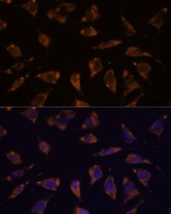 Anti-PTRF Rabbit Polyclonal Antibody