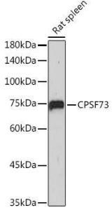 Antibody A13963-100 100 µl