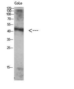 Antibody anti-ATG4A 100 µg