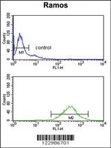 Anti-GOT2 Rabbit Polyclonal Antibody