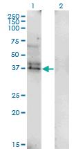 Anti-LAIR1 Mouse Monoclonal Antibody [clone: 2G4]