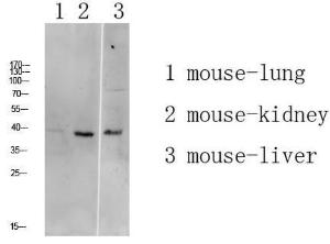 Antibody anti-ATG4A 100 µg