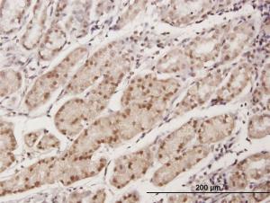 Anti-EAF1 Mouse Polyclonal Antibody