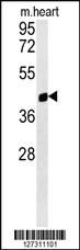 Anti-MKL2 Rabbit Polyclonal Antibody