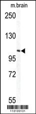 Anti-TECPR1 Rabbit Polyclonal Antibody