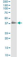 Anti-LAIR1 Mouse Monoclonal Antibody [clone: 3B2]