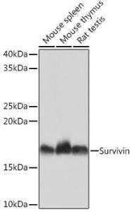 Western blot analysis of extracts of various cell lines, using Anti-Survivin Antibody [ARC0259] (A307339) at 1:1000 dilution. The secondary Antibody was Goat Anti-Rabbit IgG H&L Antibody (HRP) at 1:10000 dilution. Lysates/proteins were present at 25 µg per lane