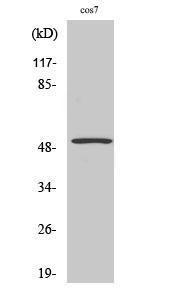 Antibody anti-P53 A101604-100 100 µg