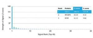 Analysis of protein array containing more than 19000 full-length human proteins using Anti-CD2 Antibody [LFA2/7102].