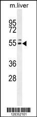 Anti-INSC Rabbit Polyclonal Antibody (Biotin)