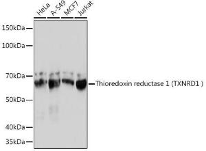 Western blot analysis of extracts of various cell lines, using Anti-TXNRD1 Antibody [ARC1106] (A307341) at 1:1,000 dilution. The secondary antibody was Goat Anti-Rabbit IgG H&L Antibody (HRP) at 1:10,000 dilution.