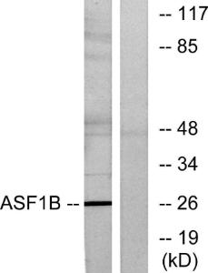 Antibody anti-ASF1B 100 µg