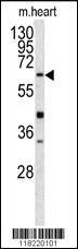 Anti-SCGB1D2 Rabbit Polyclonal Antibody