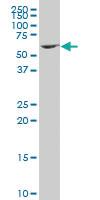 Anti-ZNF37A Mouse Polyclonal Antibody