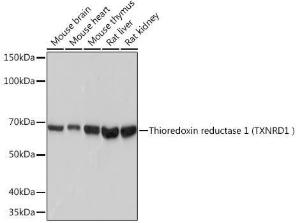 Western blot analysis of extracts of various cell lines, using Anti-TXNRD1 Antibody [ARC1106] (A307341) at 1:1,000 dilution. The secondary antibody was Goat Anti-Rabbit IgG H&L Antibody (HRP) at 1:10,000 dilution.