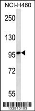 Anti-MMRN2 Rabbit Polyclonal Antibody