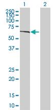 Anti-ZNF37A Mouse Polyclonal Antibody