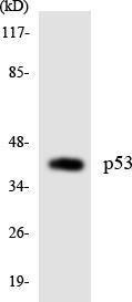 Western blot analysis of the lysates from HeLa cells using Anti-p53 Antibody