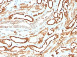 Immunohistochemical analysis of formalin-fixed, paraffin-embedded human kidney using Anti-EPO Antibody [rEPO/1367]