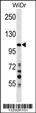 Anti-SUSD2 Rabbit Polyclonal Antibody