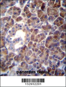 Anti-PTDSS2 Rabbit Polyclonal Antibody