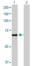 Anti-ZNF37A Rabbit Polyclonal Antibody