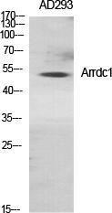 Western blot analysis of various cells using Anti-ARRD1 Antibody