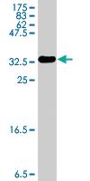 Anti-OTUB2 Mouse Polyclonal Antibody