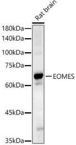 Anti-TBR2/Eomes Rabbit Polyclonal Antibody