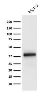 Western blot analysis of MCF-7 cell lysate using Anti-EpCAM Antibody [EGP40/1798]