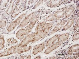 Anti-EAF1 Mouse Polyclonal Antibody