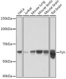 Antibody A307345-100 100 µl