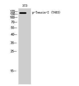 Western blot analysis of 3T3 cells using Anti-Tensin-2 (phospho Tyr483) Antibody