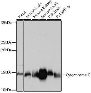 Western blot analysis of extracts of various cell lines, using Anti-Cytochrome C Antibody [ARC1153] (A307346) at 1:1,000 dilution. The secondary antibody was Goat Anti-Rabbit IgG H&L Antibody (HRP) at 1:10,000 dilution.